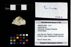 Foto (Objekt + Etikett) von Tanidromites sp.  (NHMW-GEO-1990-0041-3985)